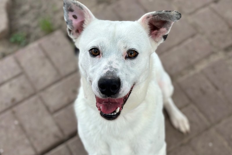 White Dog